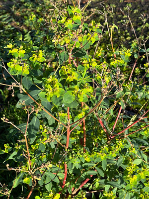 Balkan Spurge