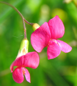 Grass Vetchling flower