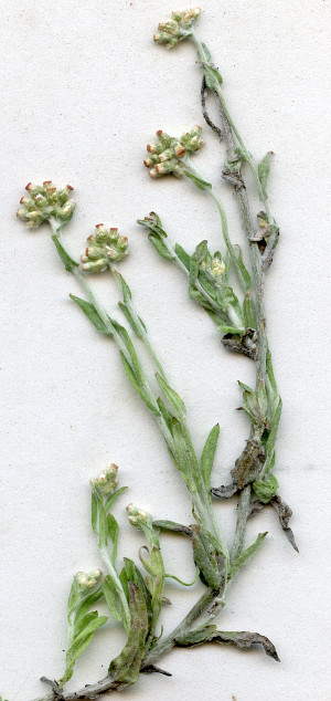 Jersey Cudweed