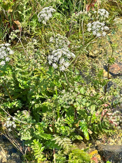 Lesser Water-parsnip