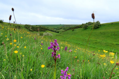 Green-winged Orchids