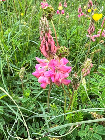 Sainfoin