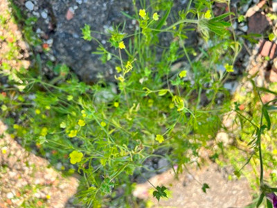Corn Buttercup 