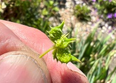 Beaked, spiny achenes of Corn Buttercup 