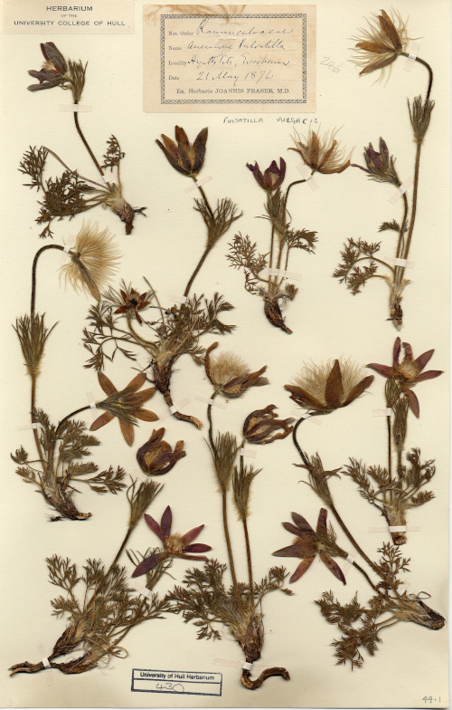 Hull University herbarium sheet